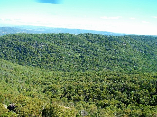 global tree exchange conservation australia