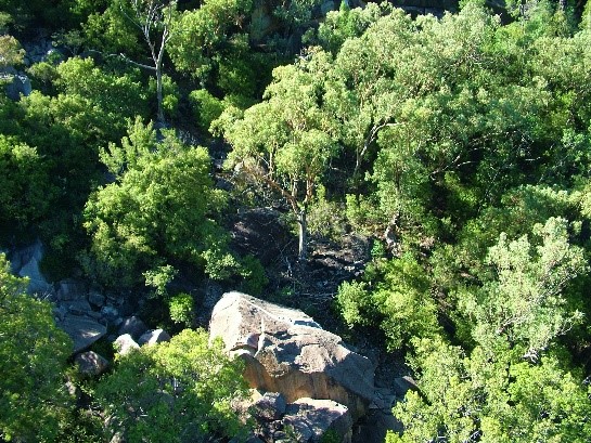 global tree exchange conservation australia