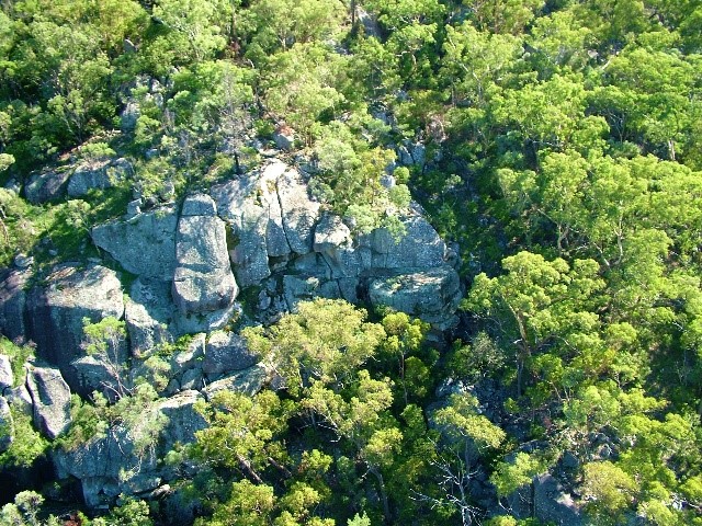 global tree exchange conservation australia